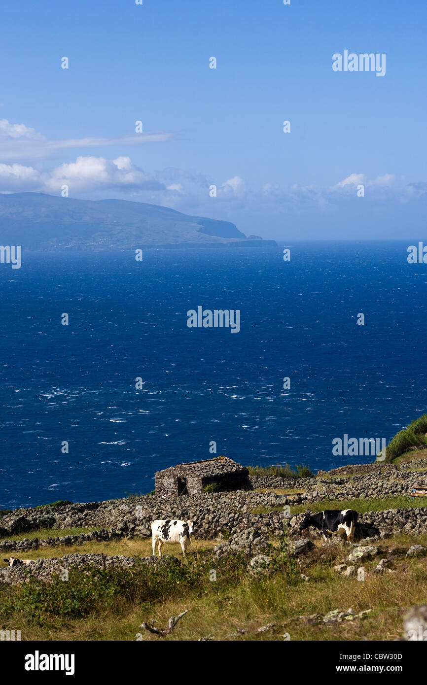 Flores vu de l'île de Corvo, la plus petite et la plus isolée des îles dans les Açores. Le pâturage du bétail Banque D'Images