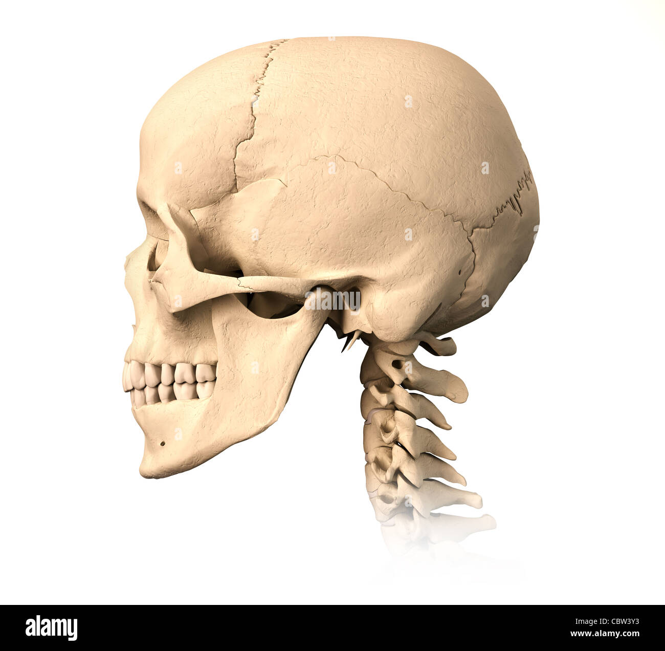 Très détaillé et scientifiquement correctes crâne humain. Vue latérale, sur fond blanc. Anatomie de l'image. Banque D'Images