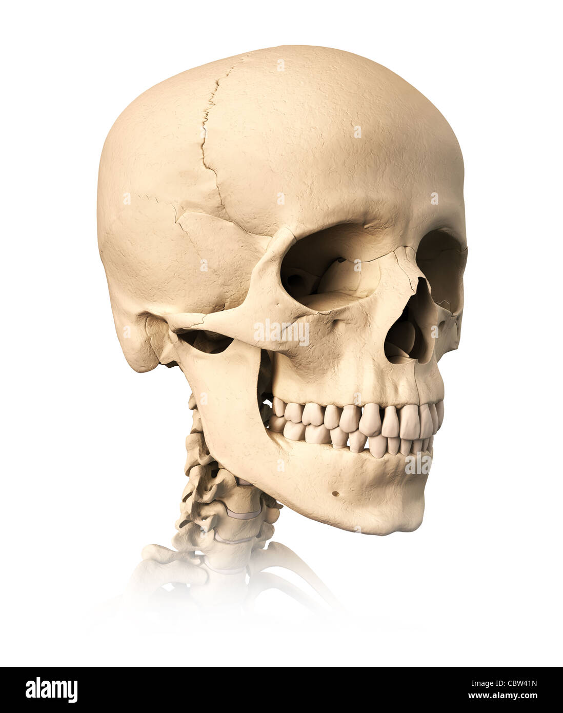 Très détaillé et scientifiquement correctes crâne humain, sur fond blanc. Anatomie de l'image. Banque D'Images