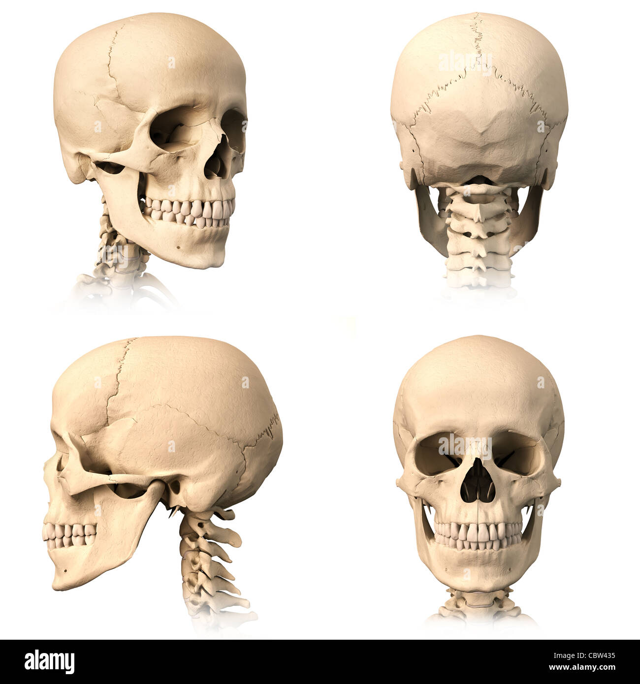 Très détaillé et scientifiquement correctes crâne humain. Trois projections orthogonales, plus de vue, sur fond blanc. Banque D'Images