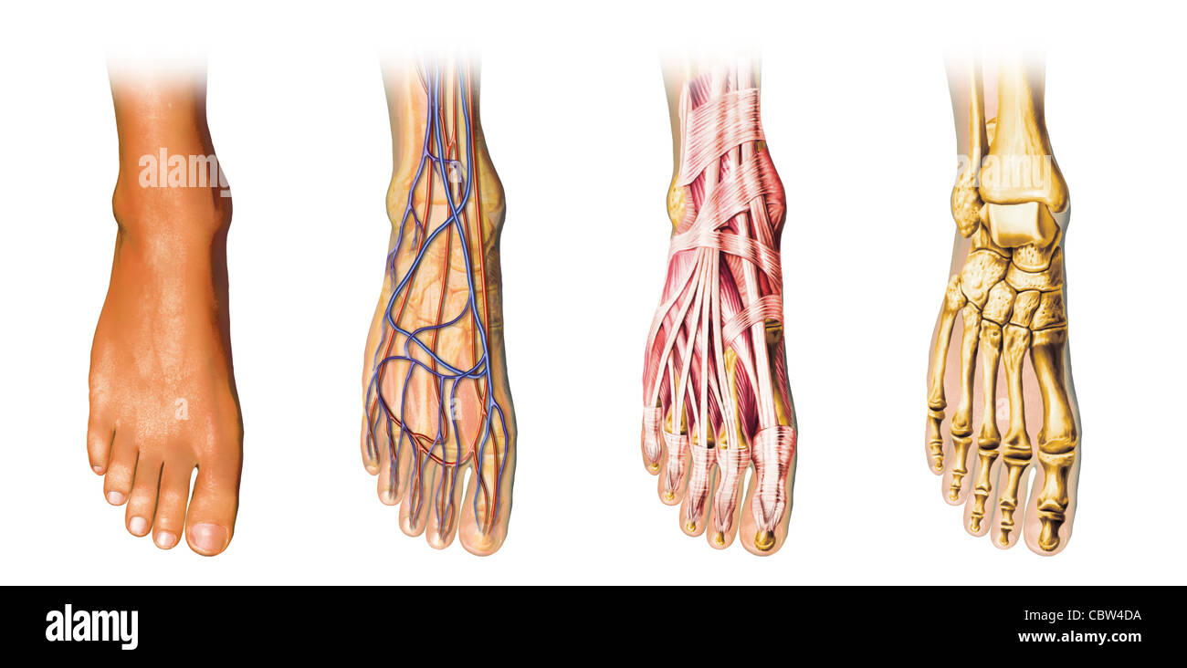 Anatomie du pied humain, Représentation en coupe montrant la peau, des veines et des arterias, muscles, os. With clipping path inclus. Banque D'Images