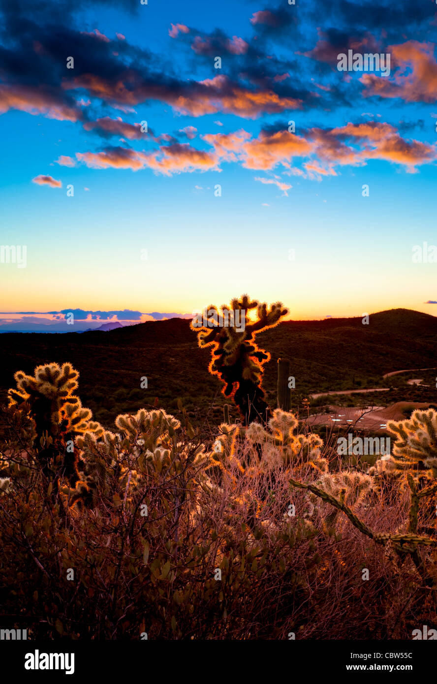 L'ours en peluche-bear cholla est une plante, l'article 1 à 5 pieds (0,30 à 1,5 m) de hauteur, avec un tronc distinct. Banque D'Images