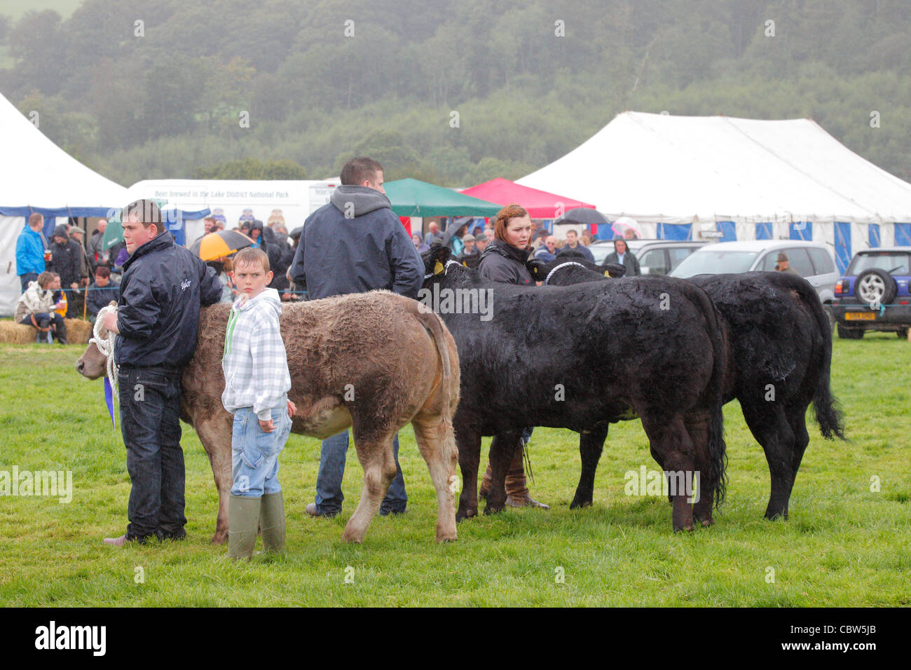 Prix agricoles et les propriétaires de bœufs wining Hesket Newmarket Agricultural Society afficher près de Calbeck, Cumbria, Royaume-Uni Banque D'Images