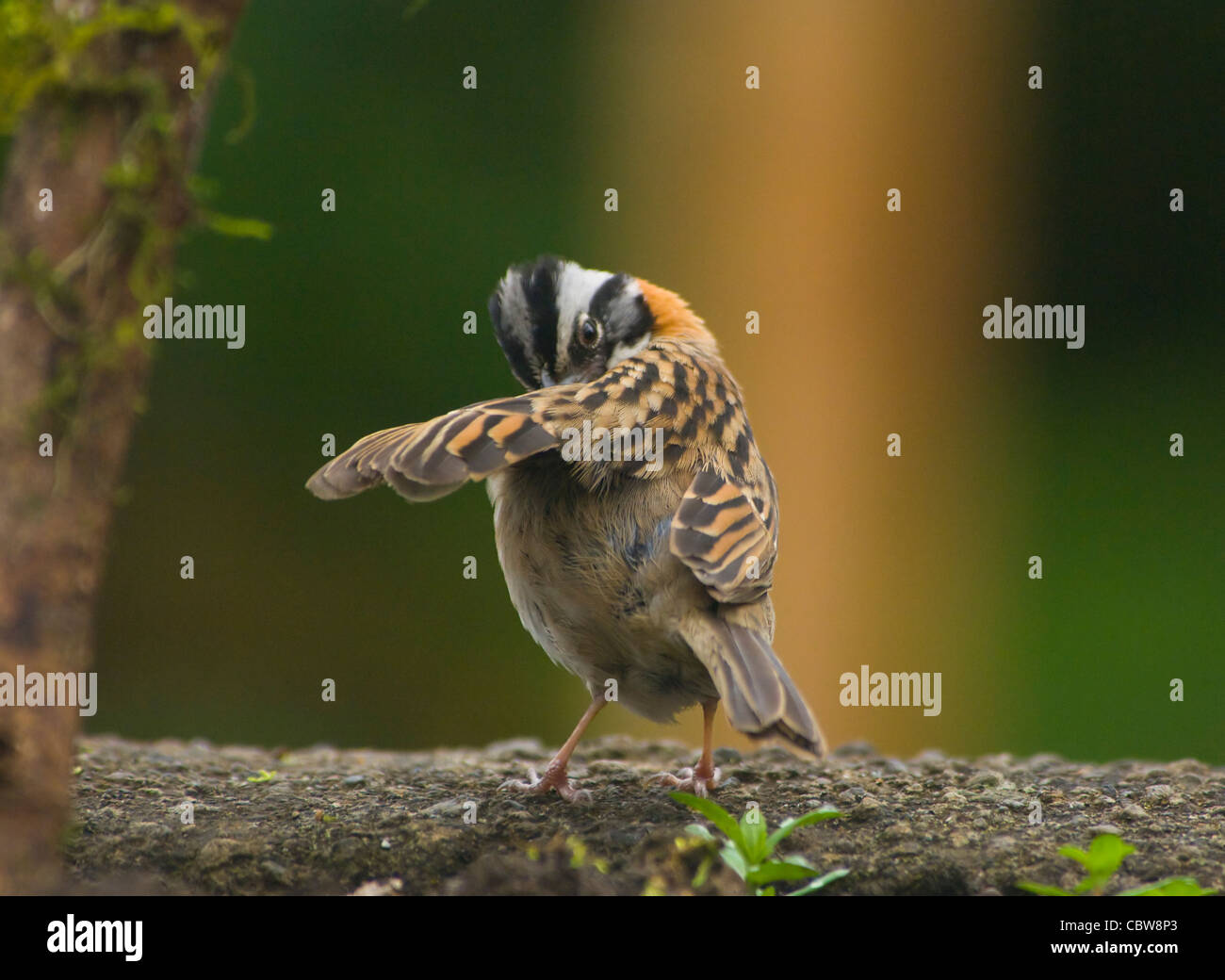 Bruant à tête Sparrow Zonotrichia capensis Costa Rica Banque D'Images