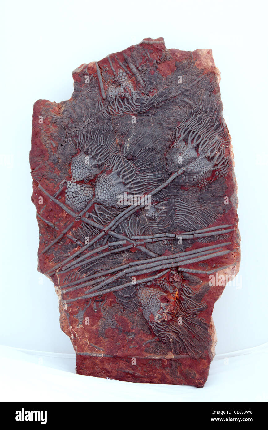 Scyphocrinus elegans, lily mer fossile, crinoïde Banque D'Images