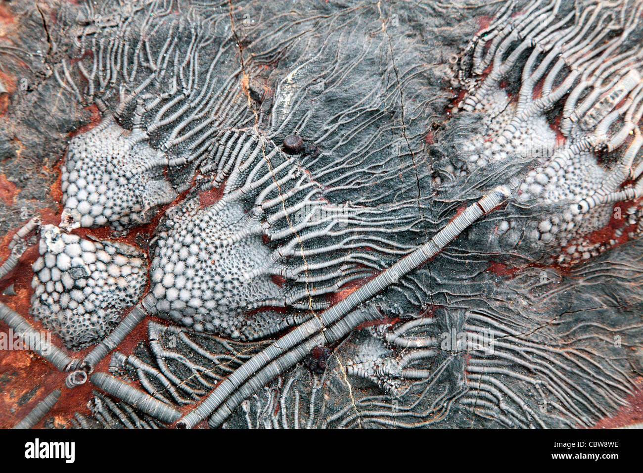Scyphocrinus elegans, lily mer fossile, crinoïde Banque D'Images