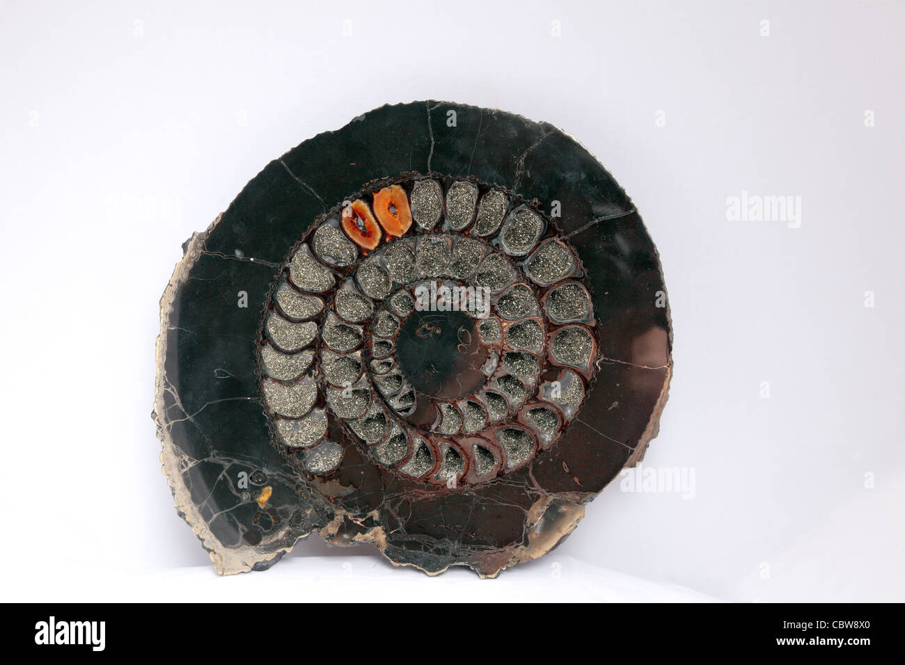 Ammonite fossile, Speetoniceras sp. Banque D'Images