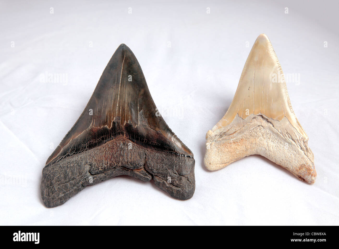 Les dents de requin mégalodon combustibles Banque D'Images