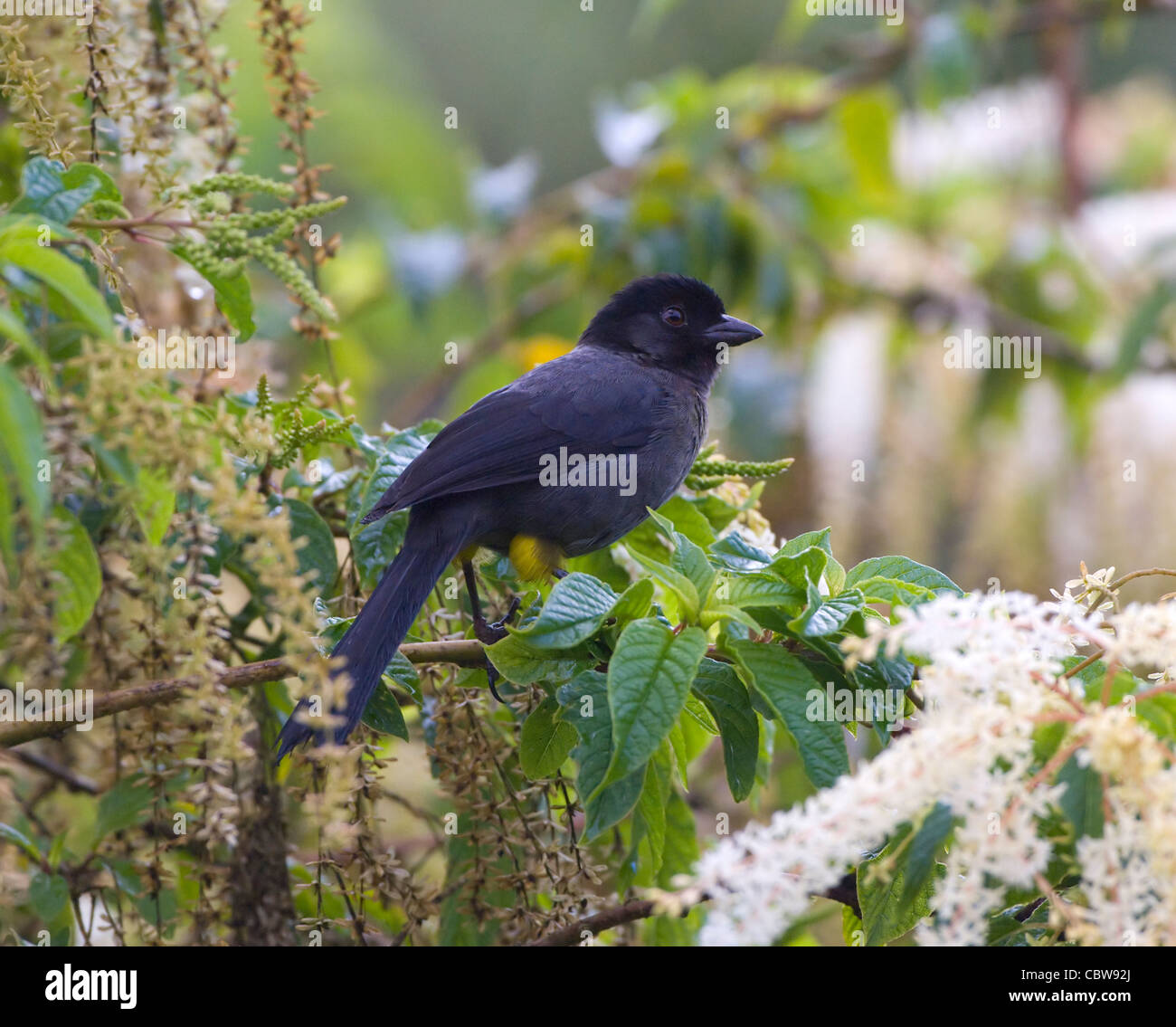 Yellow-thighed Finch Pselliophorus tibialis Costa Rica Banque D'Images