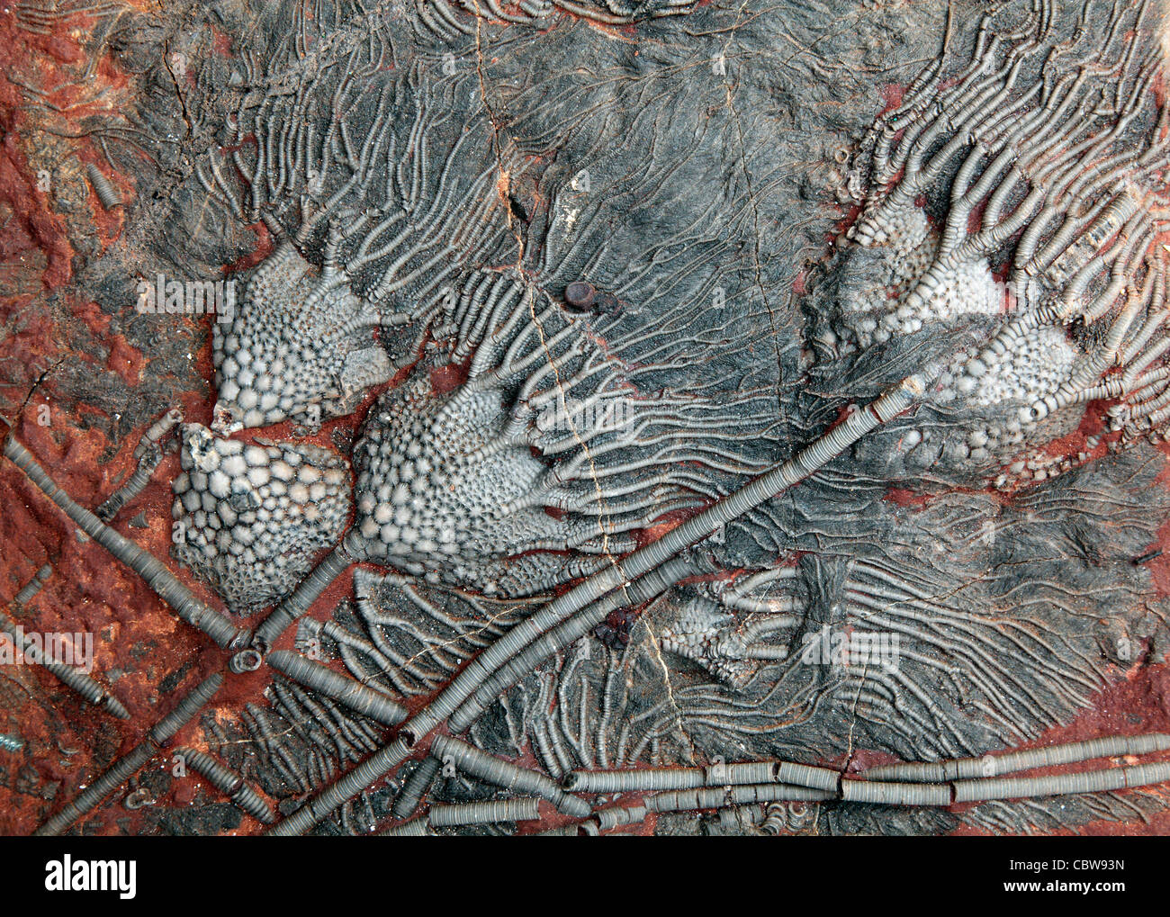 Scyphocrinus elegans, lily mer fossile, crinoïde Banque D'Images