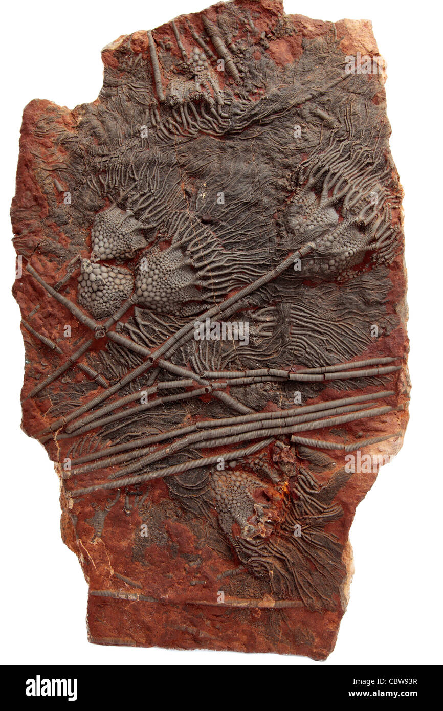 Scyphocrinus elegans, lily mer fossile, crinoïde Banque D'Images