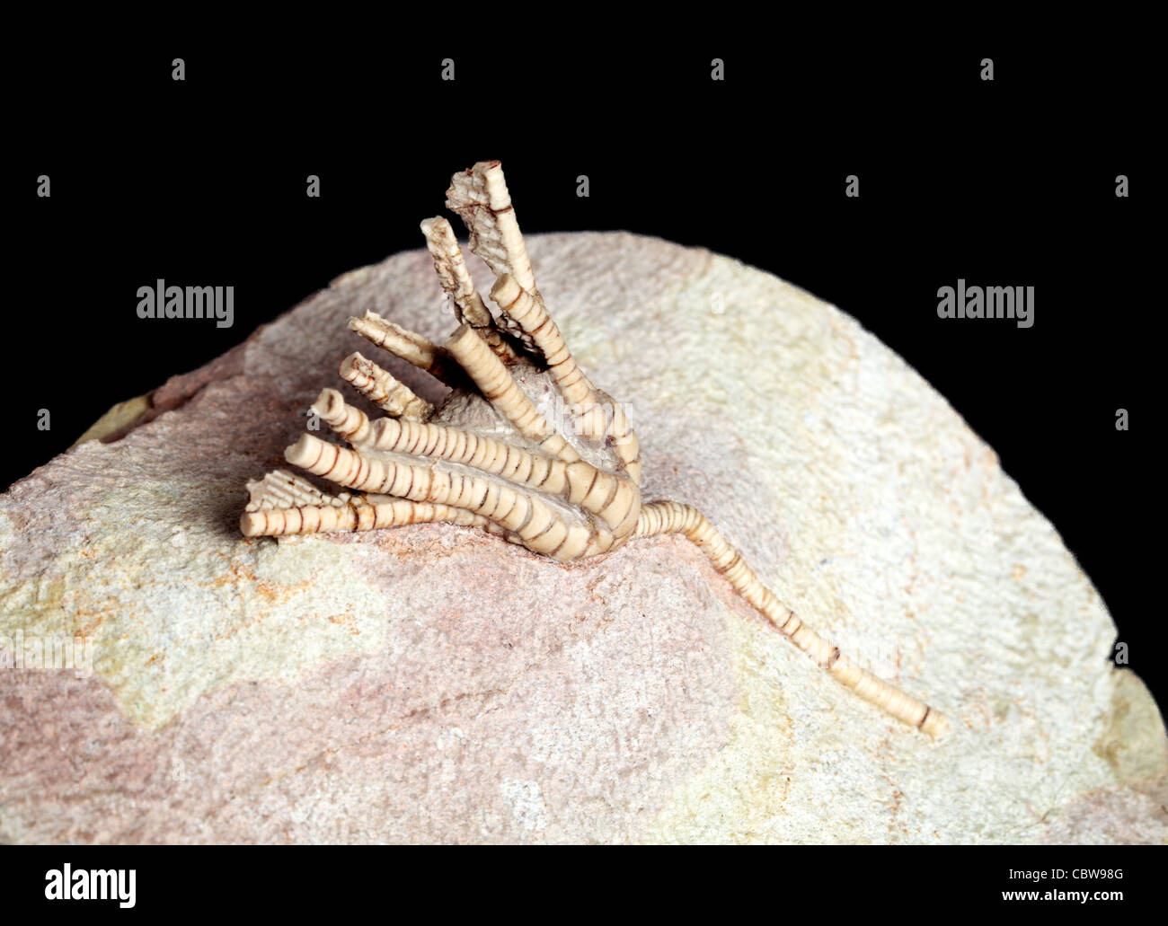 Scyphocrinus elegans, lily mer fossile, crinoïde Banque D'Images