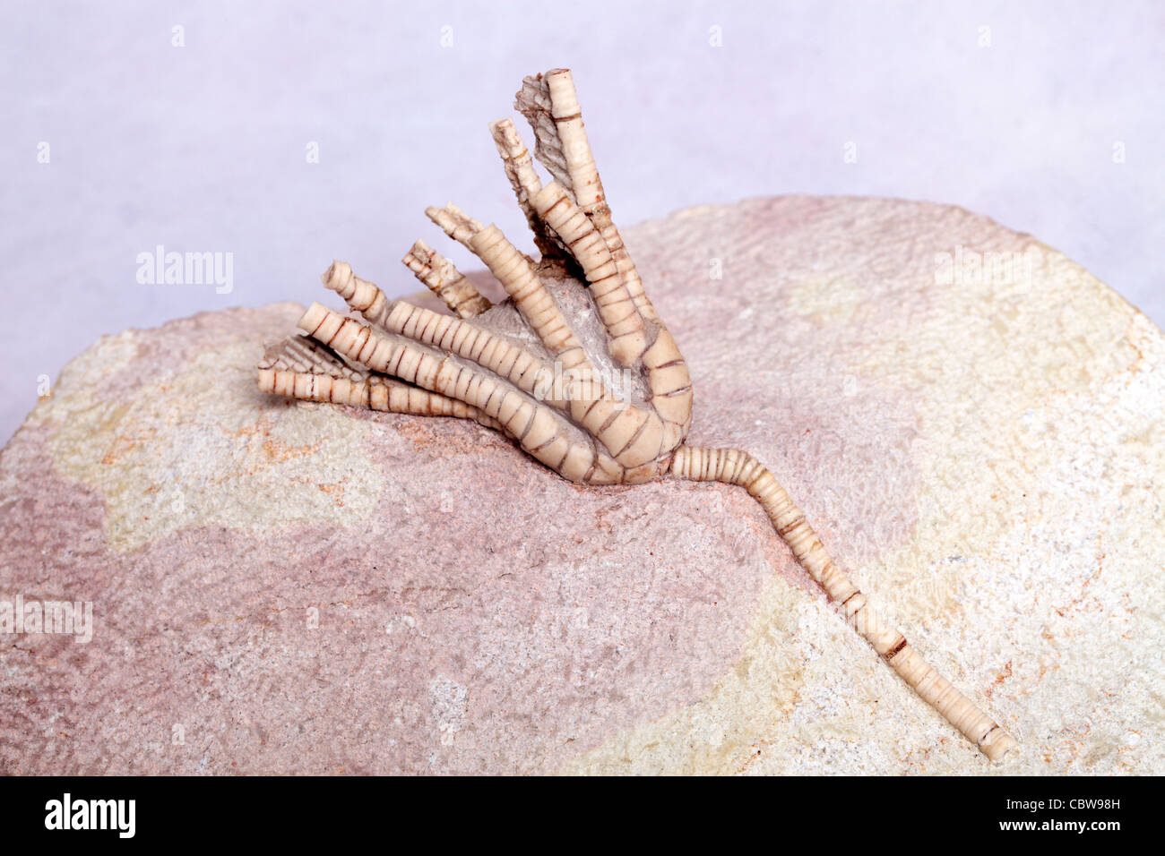 Scyphocrinus elegans, lily mer fossile, crinoïde Banque D'Images