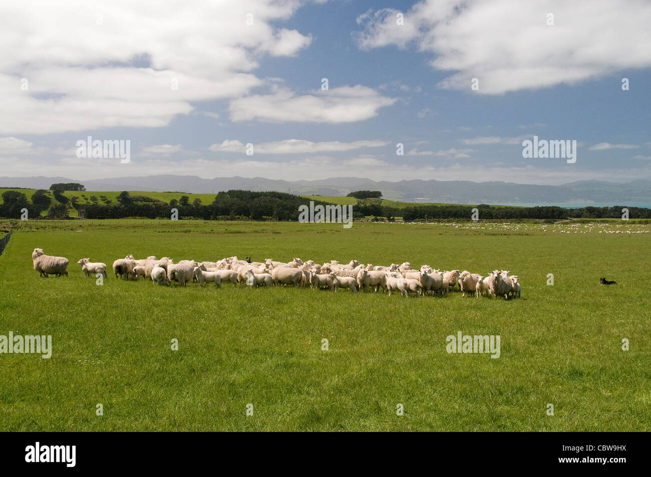 Les pâturages de la Nouvelle-Zélande à Wharekauhau Lodge sont l'élevage de moutons où les chiens sont souvent utiles au Roundup. Sujets de cisaillement Banque D'Images