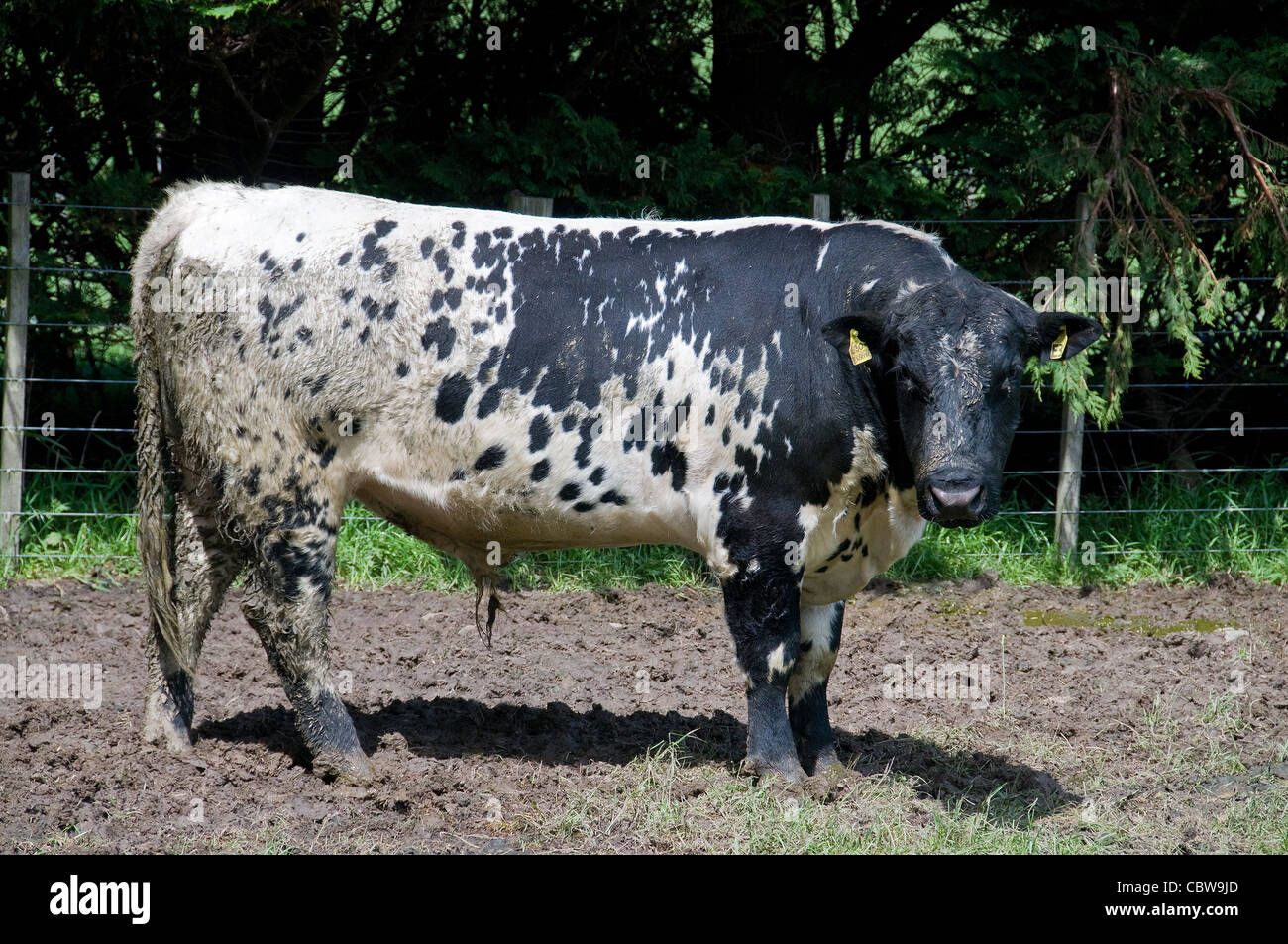 Les pâturages des Néo-Zélandais de Wharekauhau Lodge et ferme est le foyer de black-intéressant repéré (bovins charolais). Banque D'Images