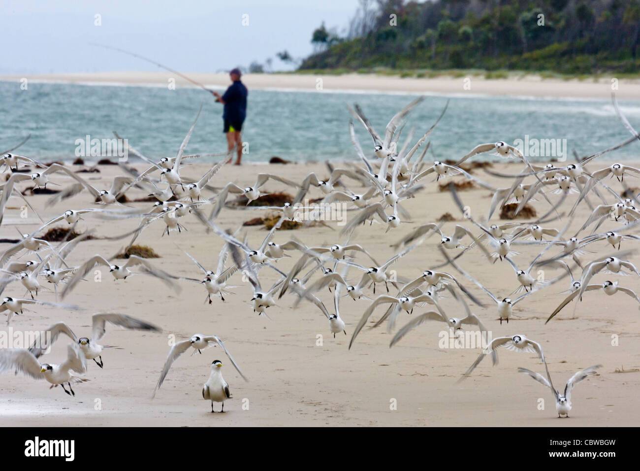 Une bande de sternes prendre son envol d'une plage, avec un homme de la pêche dans l'arrière-plan Banque D'Images