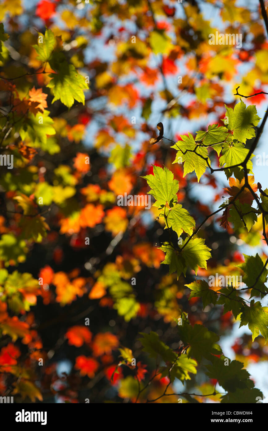 Feuilles d'érable à l'automne 5- l'Arboretum d'Harcourt, Oxford Banque D'Images