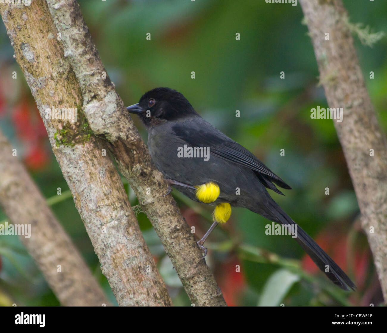 Yellow-thighed Finch (Pselliophorus tibialis), Costa Rica Banque D'Images
