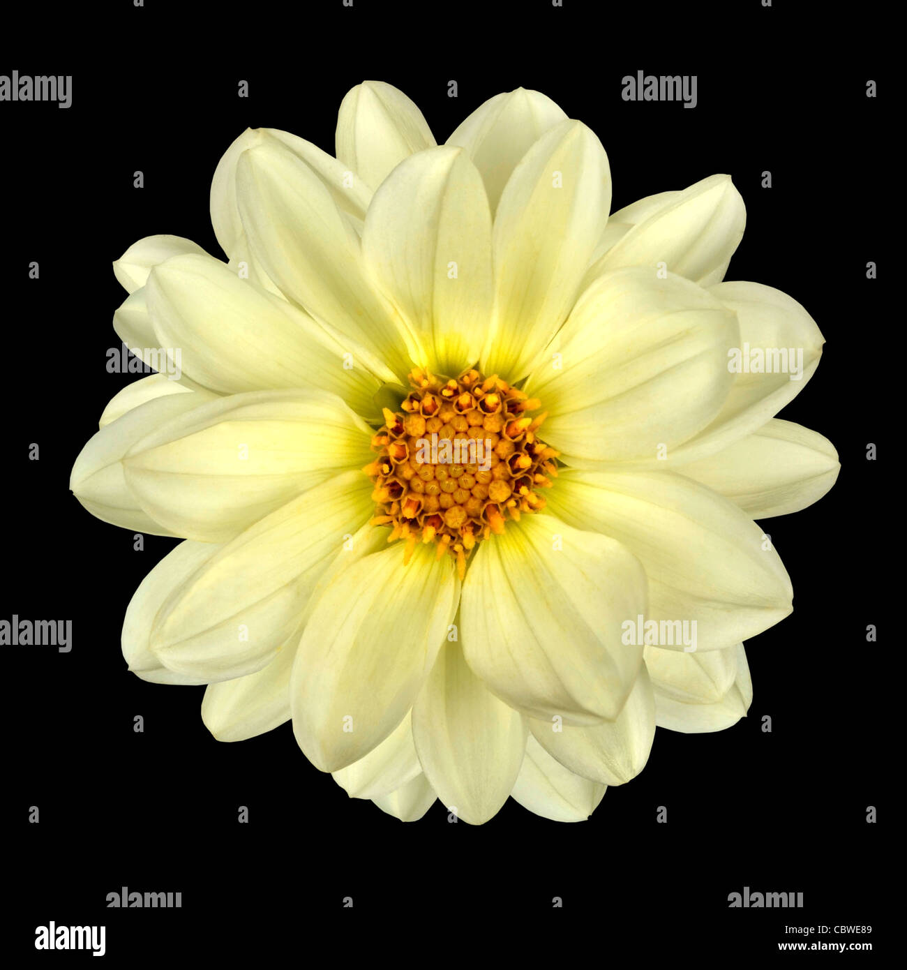 Fleur Dahlia blanc avec centre jaune isolé sur fond noir Banque D'Images