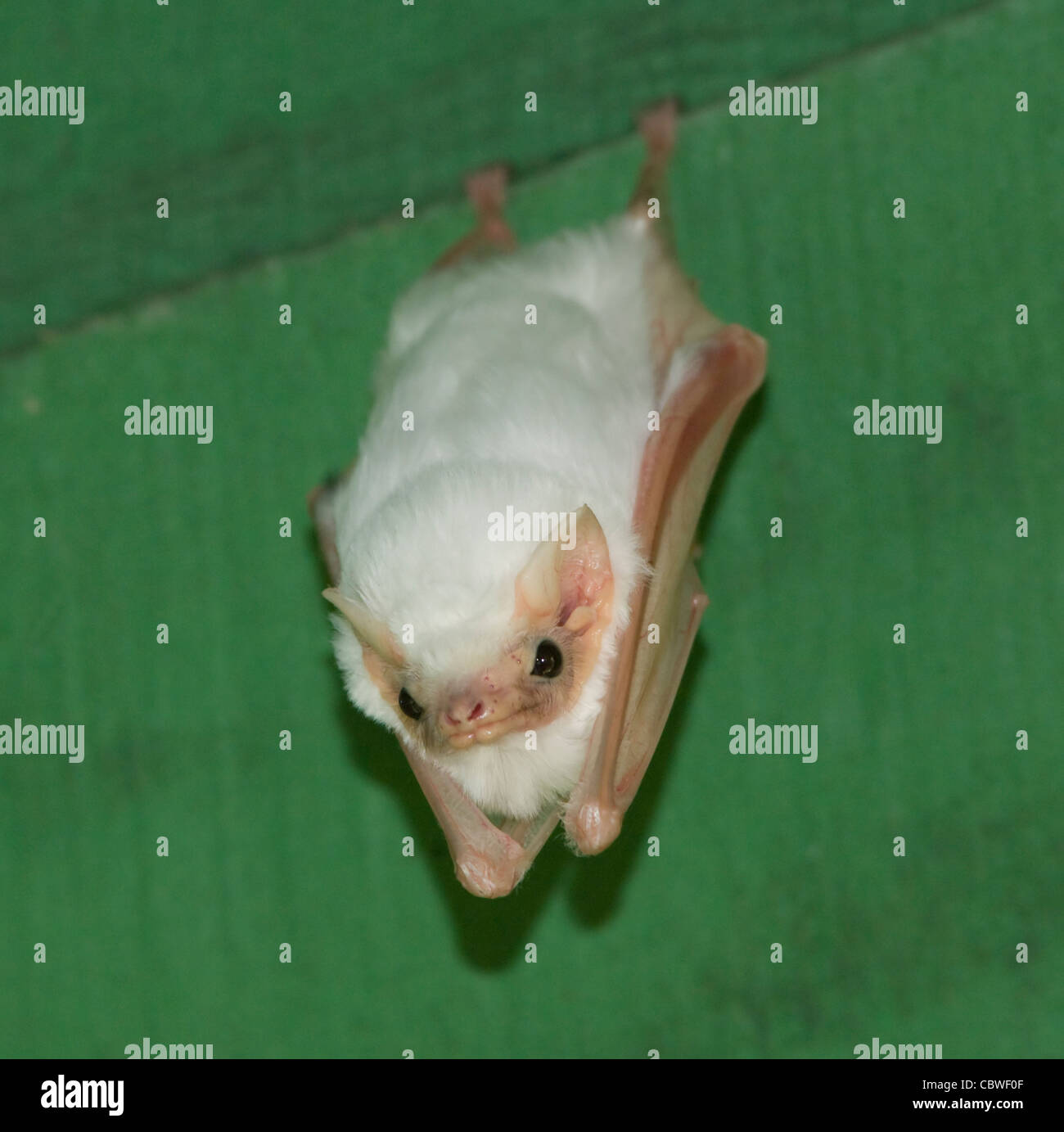 Ghost Bat Diclidurus albus Le Costa Rica Photo Stock Alamy