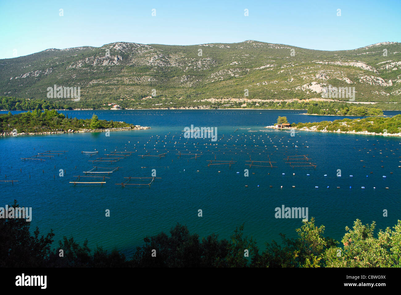 L'élevage des moules et huîtres dans la baie de Mali Ston, Croatie Banque D'Images