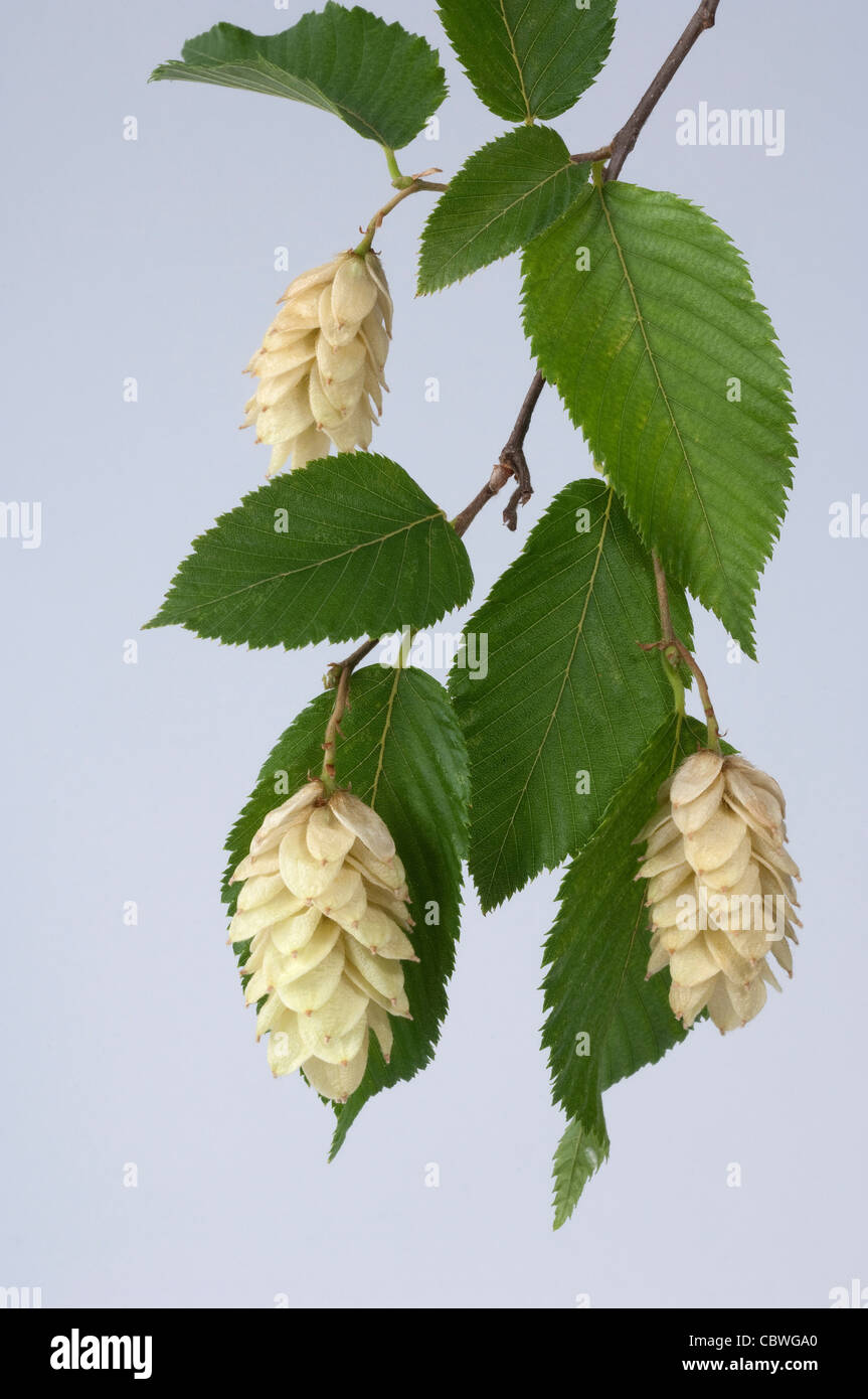 Hop européen charme (Ostrya carpinifolia), des rameaux avec feuilles et grappes de fruits. Banque D'Images
