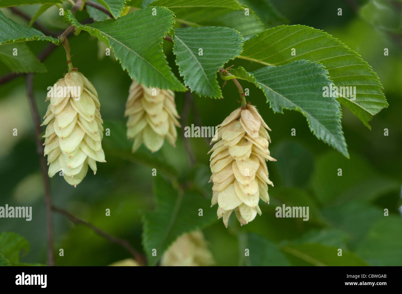 Hop européen charme (Ostrya carpinifolia), des rameaux avec feuilles et grappes de fruits. Banque D'Images