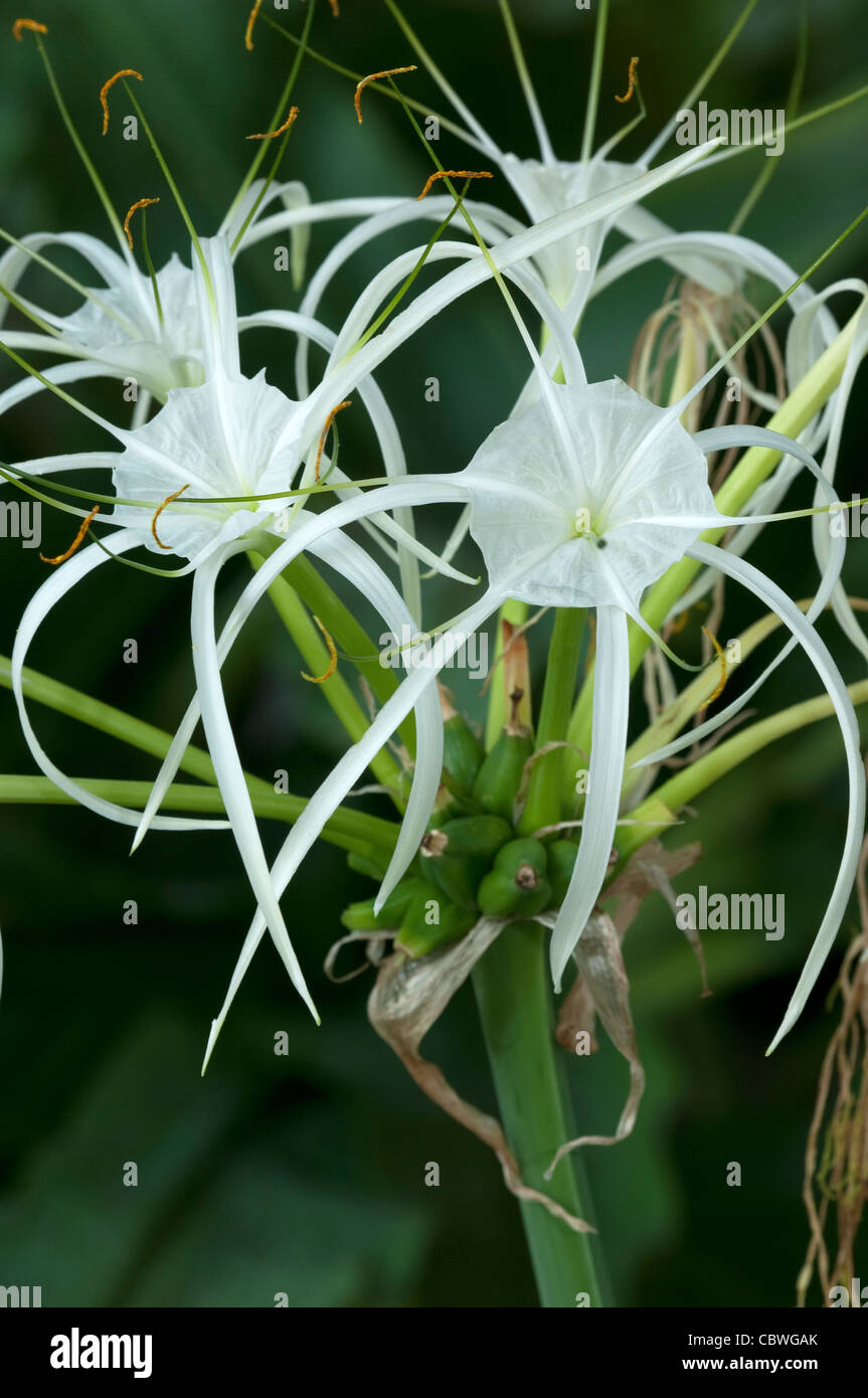 Spider Lily (Hymenocallis sp.), fleurs. Banque D'Images