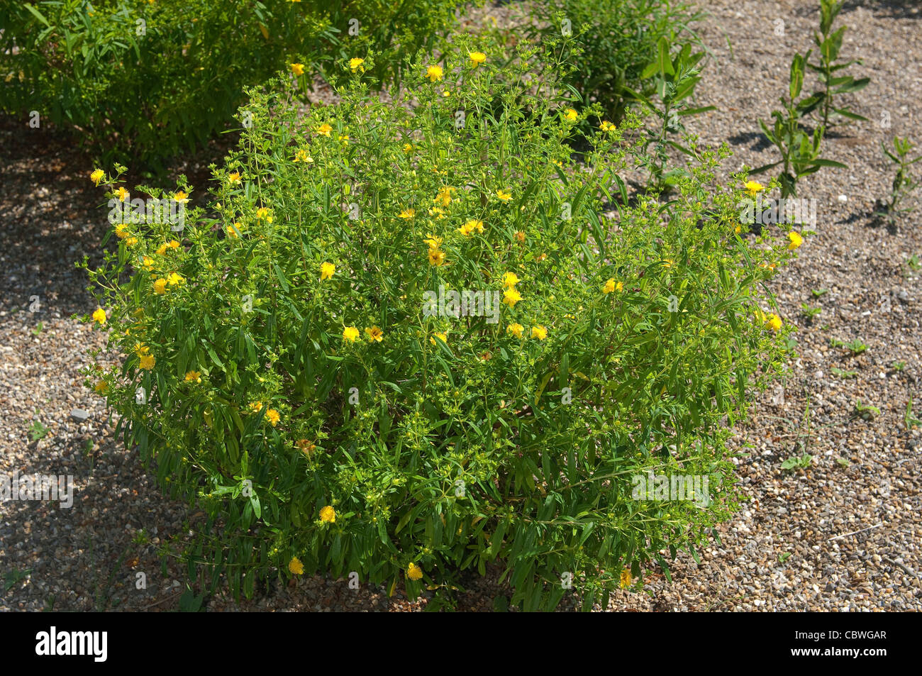 Le millepertuis arbustif, le bâton de cannelle (Hypericum prolificum), plante à fleurs. Banque D'Images