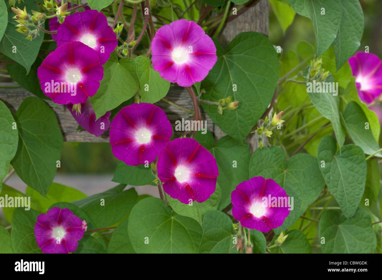 Morning Glory (Ipomoea tricolor). Plante à fleurs sur une clôture. Banque D'Images