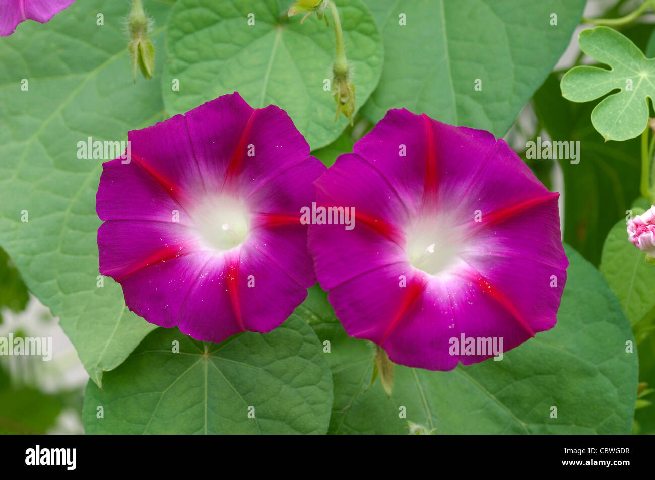 Morning Glory (Ipomoea tricolor). Deux fleurs. Banque D'Images