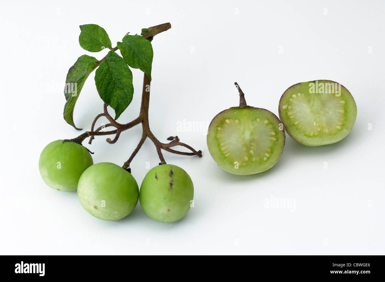 La pomme de terre (Solanum tuberosum). Avec la manette et petits fruits verts fruits laved, studio photo sur un fond blanc. Banque D'Images