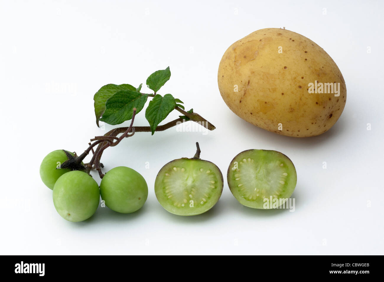 La pomme de terre (Solanum tuberosum). Twig avec petits fruits verts et tubercule comestible. Studio photo sur un fond blanc. Banque D'Images