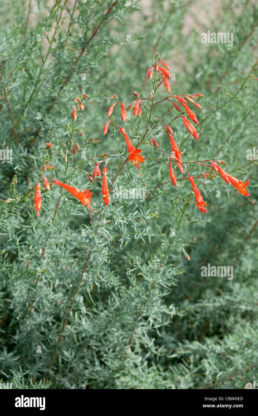 Fuchsia de Californie (Epilobium californica, Zauschneria californica), plante à fleurs. Banque D'Images