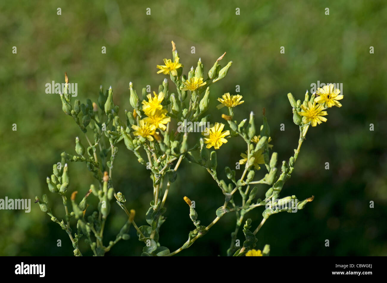 Laitues (Lactuca sativa capitata). Tige avec des fleurs. Banque D'Images