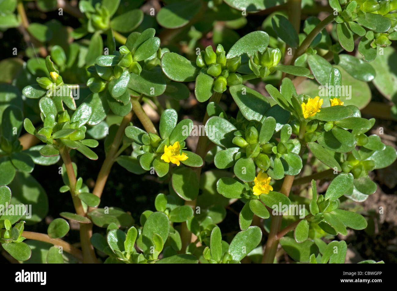 Pourpier commun (Portulaca oleracea sativa), plante à fleurs. Banque D'Images