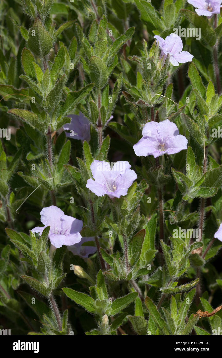 Fringeleaf des plaines sauvages, Pétunia pétunia (Ruellia humilis), les plantes à fleurs. Banque D'Images