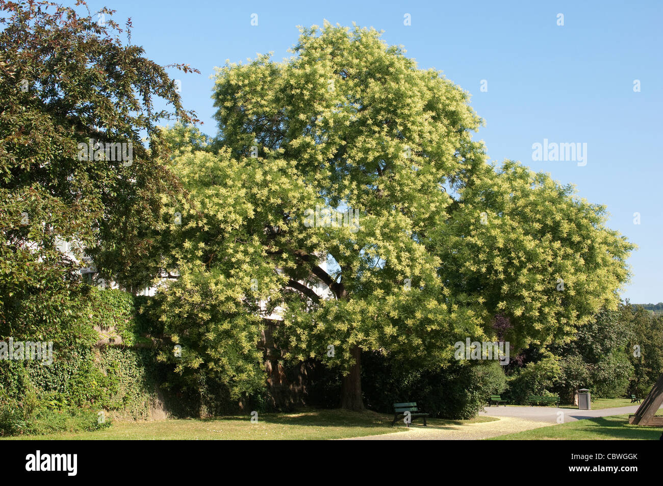 (Styphnolobium japonicum arbre pagode, Sophora japonica), arbre en fleurs. Banque D'Images