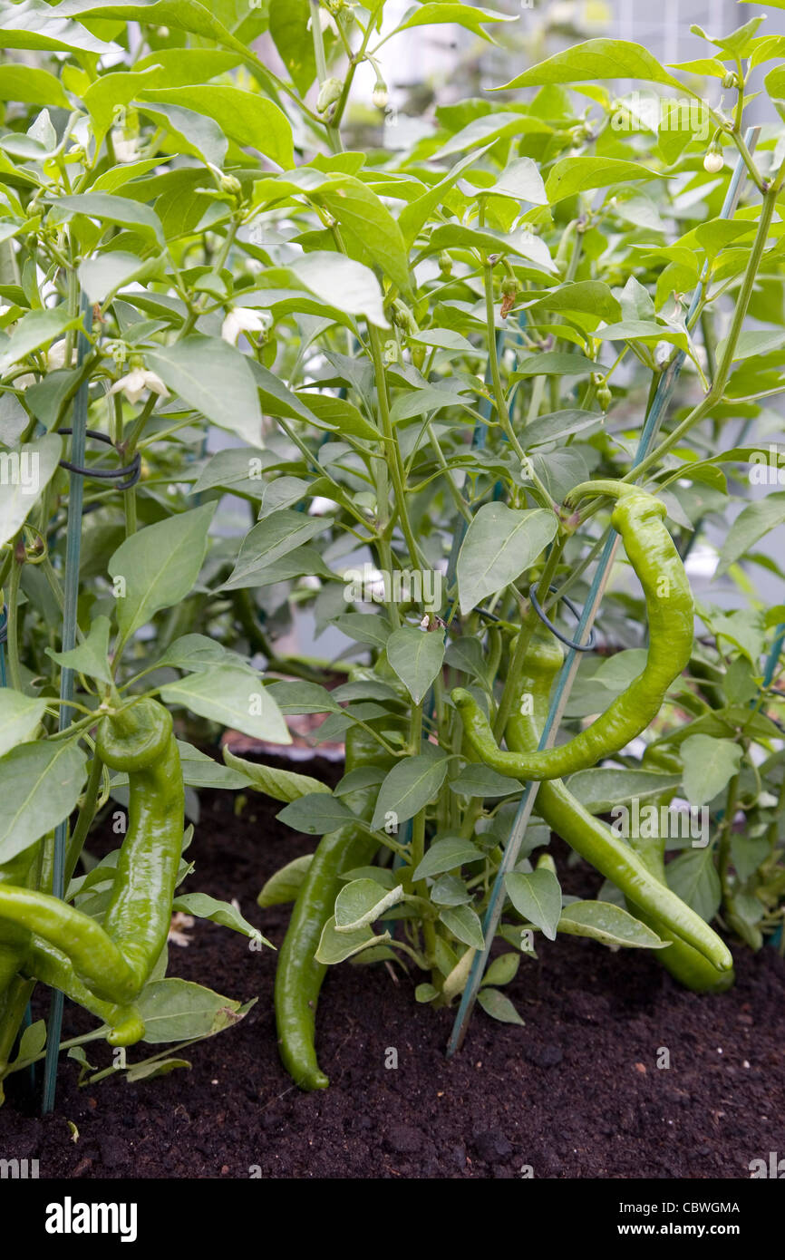 Green chili de plus en UK garden Banque D'Images