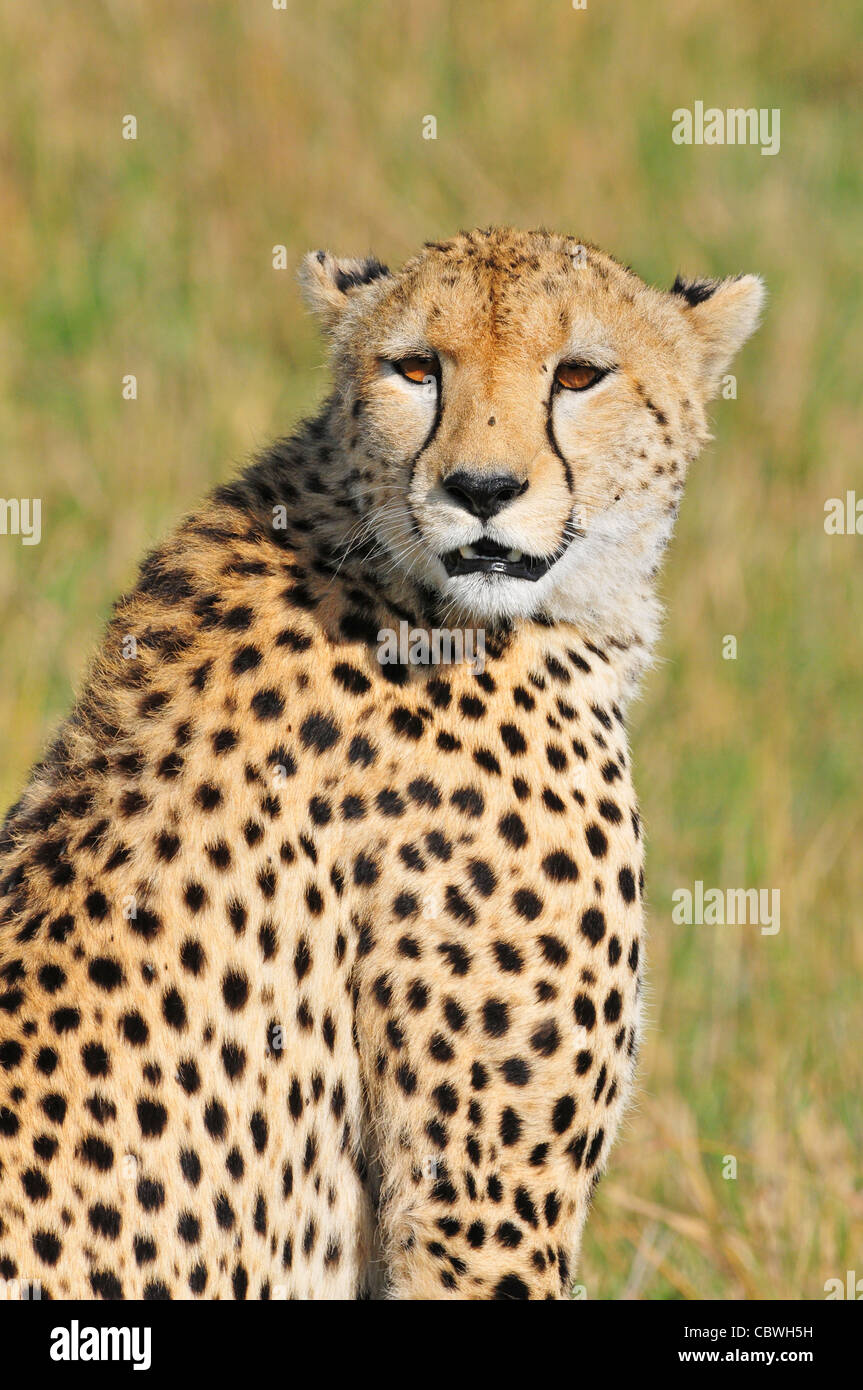 Le guépard, le Masai Mara Banque D'Images