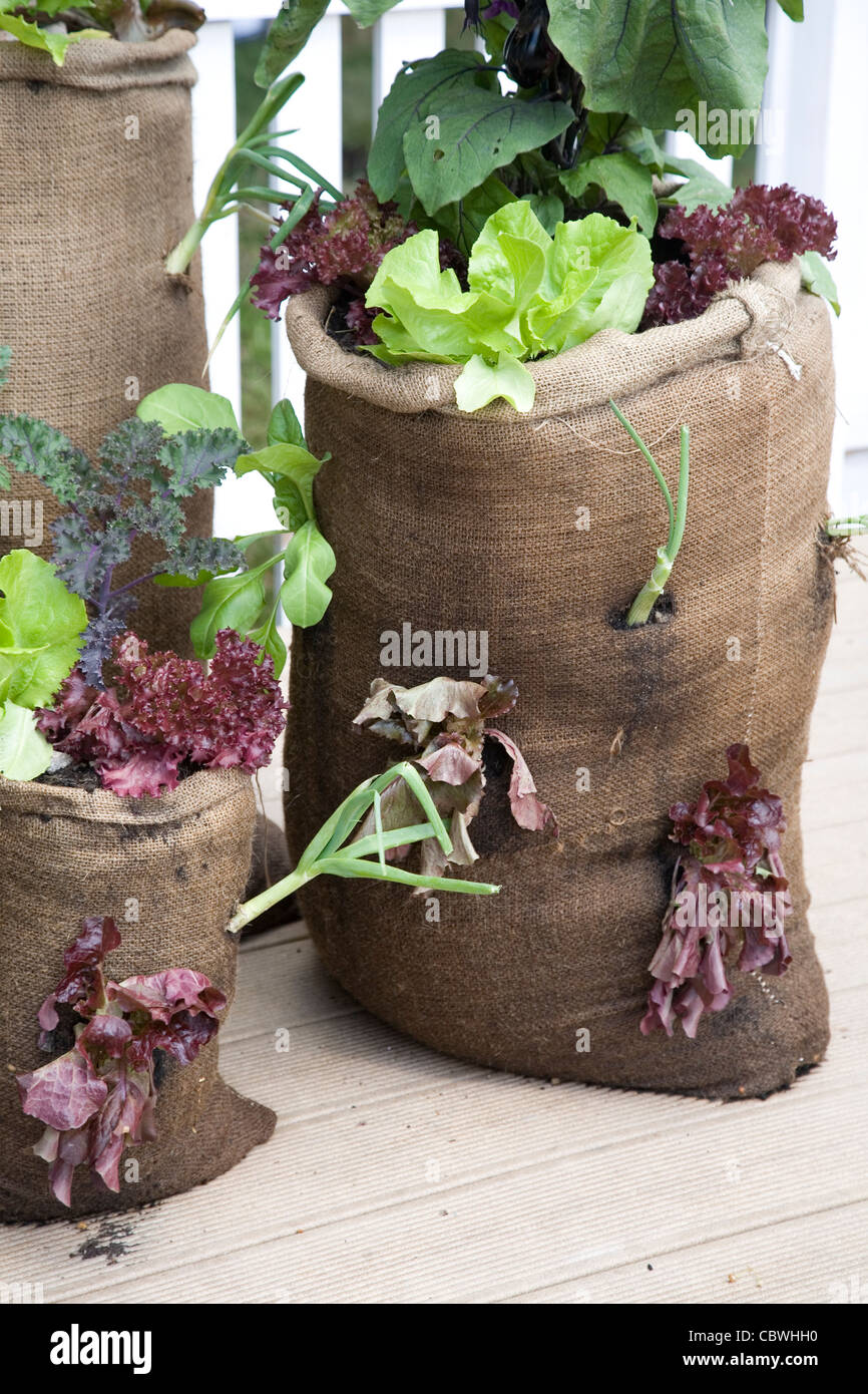 Jardin dans un sac Banque D'Images