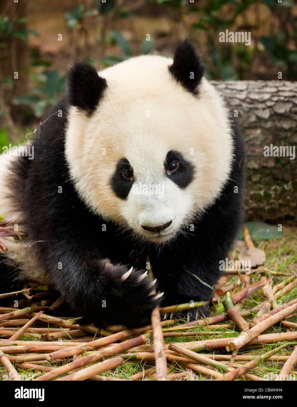 Le Panda Géant, Ailuropoda melanoleuca Panda et centre de recherche de reproduction, Chengdu, Chine République populaire de Chine, l'Asie Banque D'Images