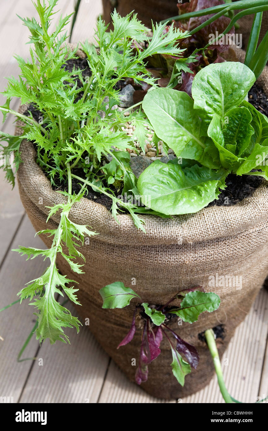 Jardin dans un sac Banque D'Images