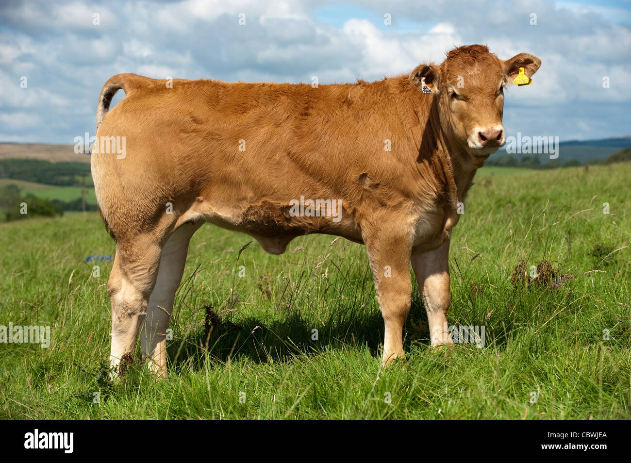 Les jeunes Boeuf Limousin catle en pâturage, North Lancashire, Angleterre Banque D'Images