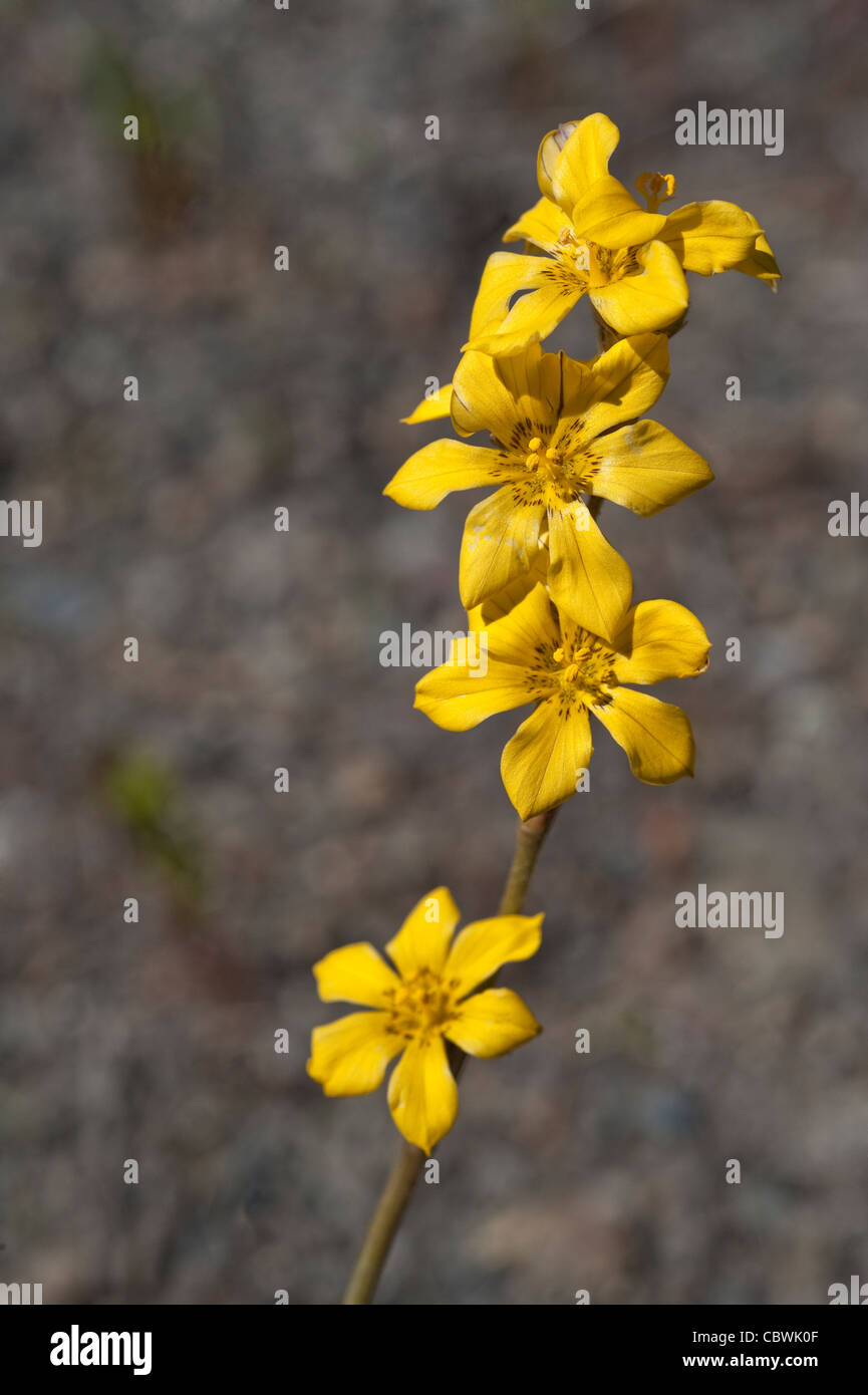 Sisyrhinchium arenarium close-up de fleurs 11 route de la province de Santa Cruz en Patagonie Argentine Amérique du Sud Banque D'Images