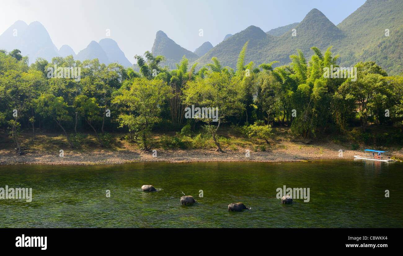 Buffle de pâturage dans Li River province du Guangxi République populaire de Chine avec des pics de calcaire karstique Banque D'Images