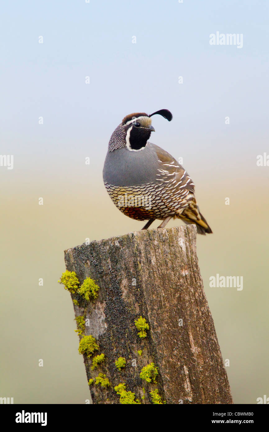 Colin de Californie Callipepla californica Dorris, California, United States 7 mâle adulte peut Phasianidae Banque D'Images