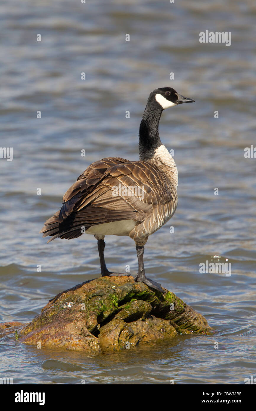 Bernache du Canada Branta canadensis Klamath Falls, Oregon, United States 9 mai des profils d'Anatidae Banque D'Images