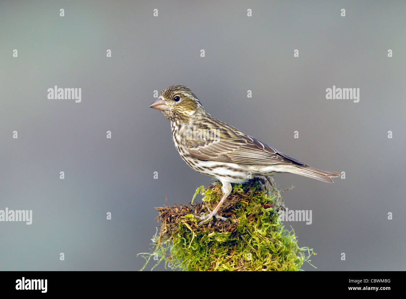 Roselin de Cassin Carpodacus cassinii Cabin Lake, Oregon, United States 5 femelle adulte peut Fringillidae Banque D'Images