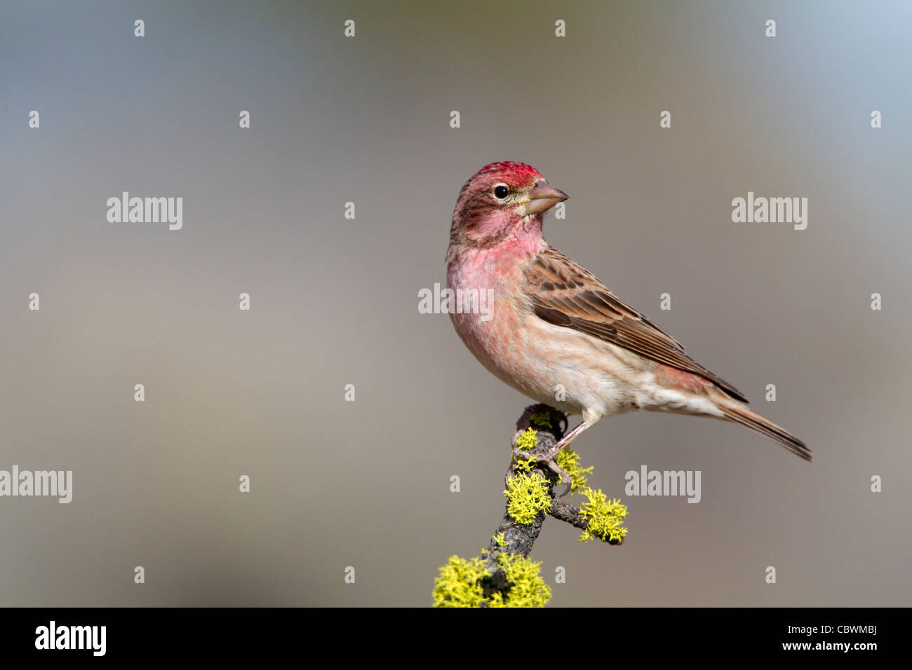 Roselin de Cassin Carpodacus cassinii Cabin Lake, Oregon, United States 5 mâle adulte peut Fringillidae Banque D'Images